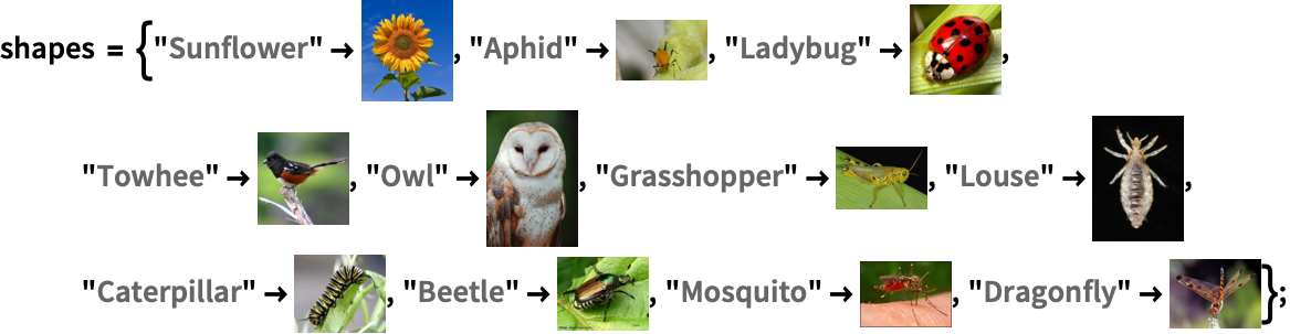 Build Food Webs Biology Diagrams