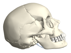 AnatomyPlot3D