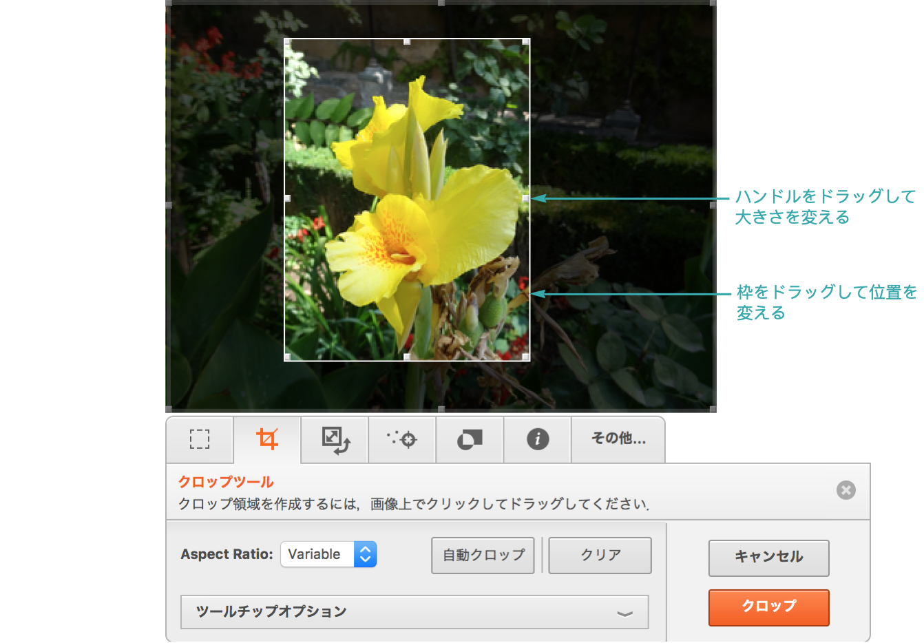 2d画像のトリミングを行う Wolfram言語ドキュメント